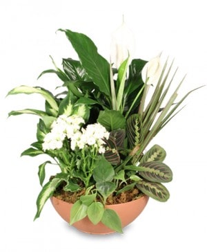 Blooming Dish Garden Green & Blooming Plants in Farmington, ME | RIVERSIDE GREENHOUSE & FLORIST